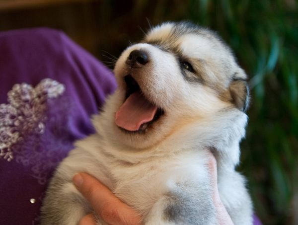 E Wurf 2 Wochen alt 4.JPG